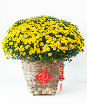 Cúc mâm xôi giỏ tre Cây cảnh
