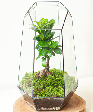 Terrarium sống xanh Cây cảnh