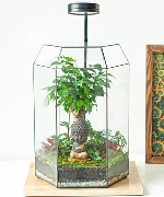 Terrarium, Plants Shop Online