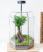 Terrarium, Plants shop online