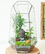 Terrarium, Plants shop online